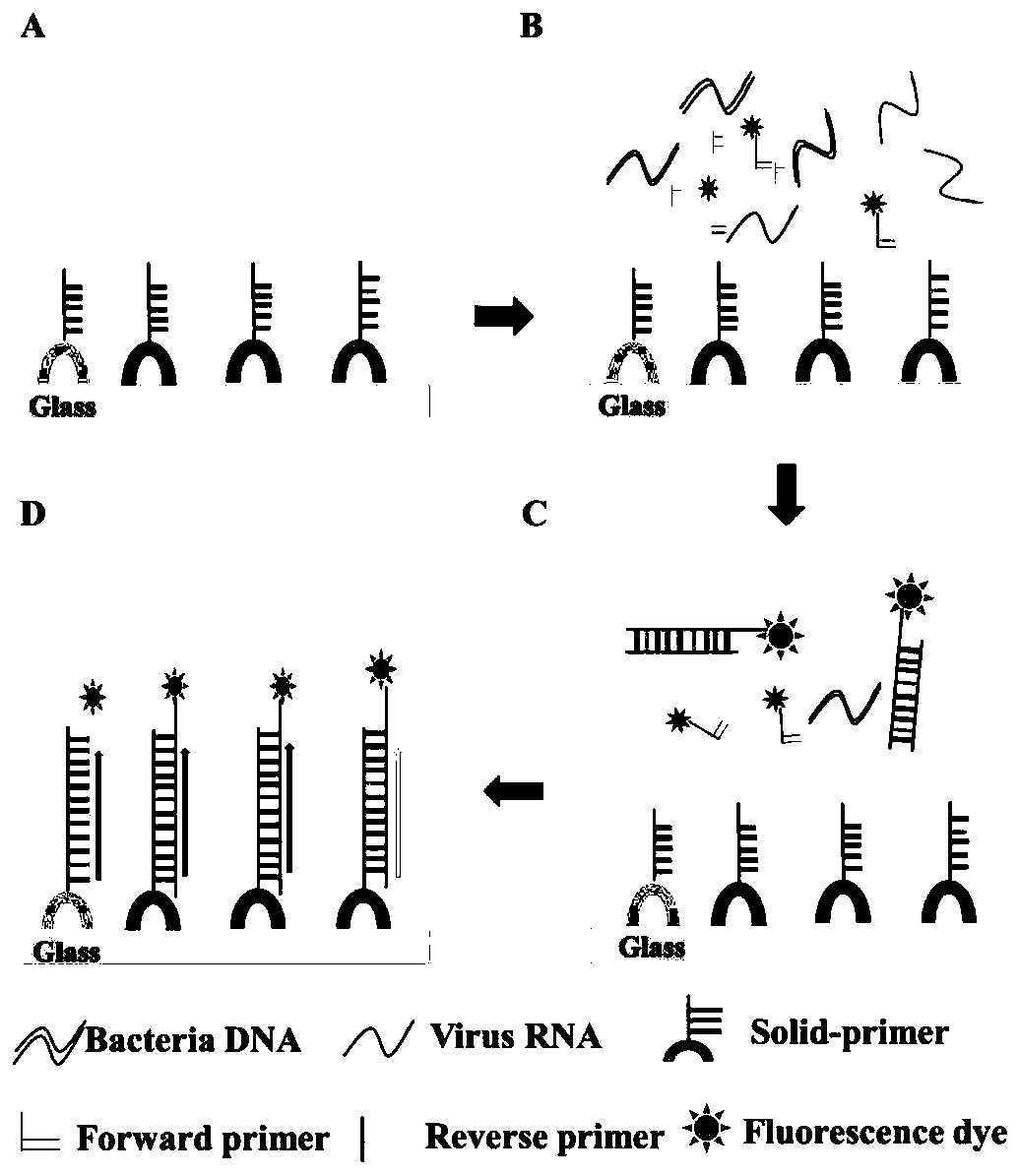 Reagent kit capable of simultaneously detecting virulent viruses and bacteria and detecting method
