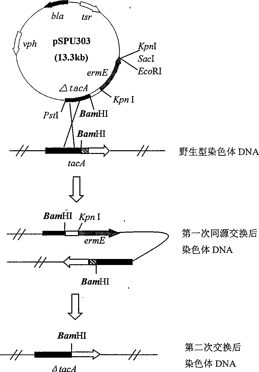 Engineering strain for directly producing gernebcin and use thereof