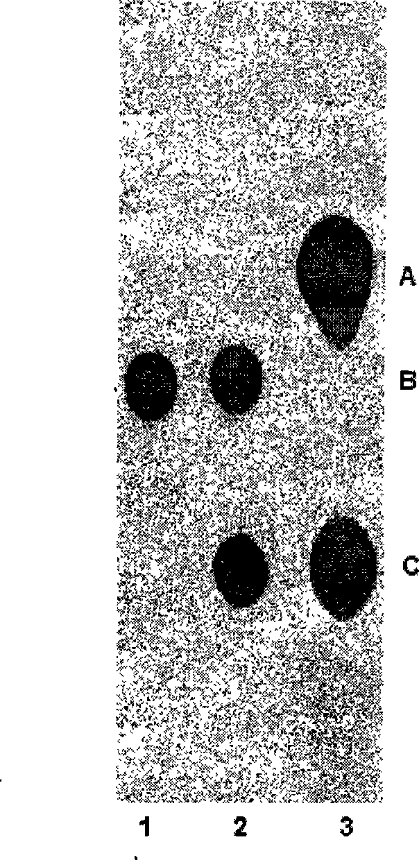 Engineering strain for directly producing gernebcin and use thereof