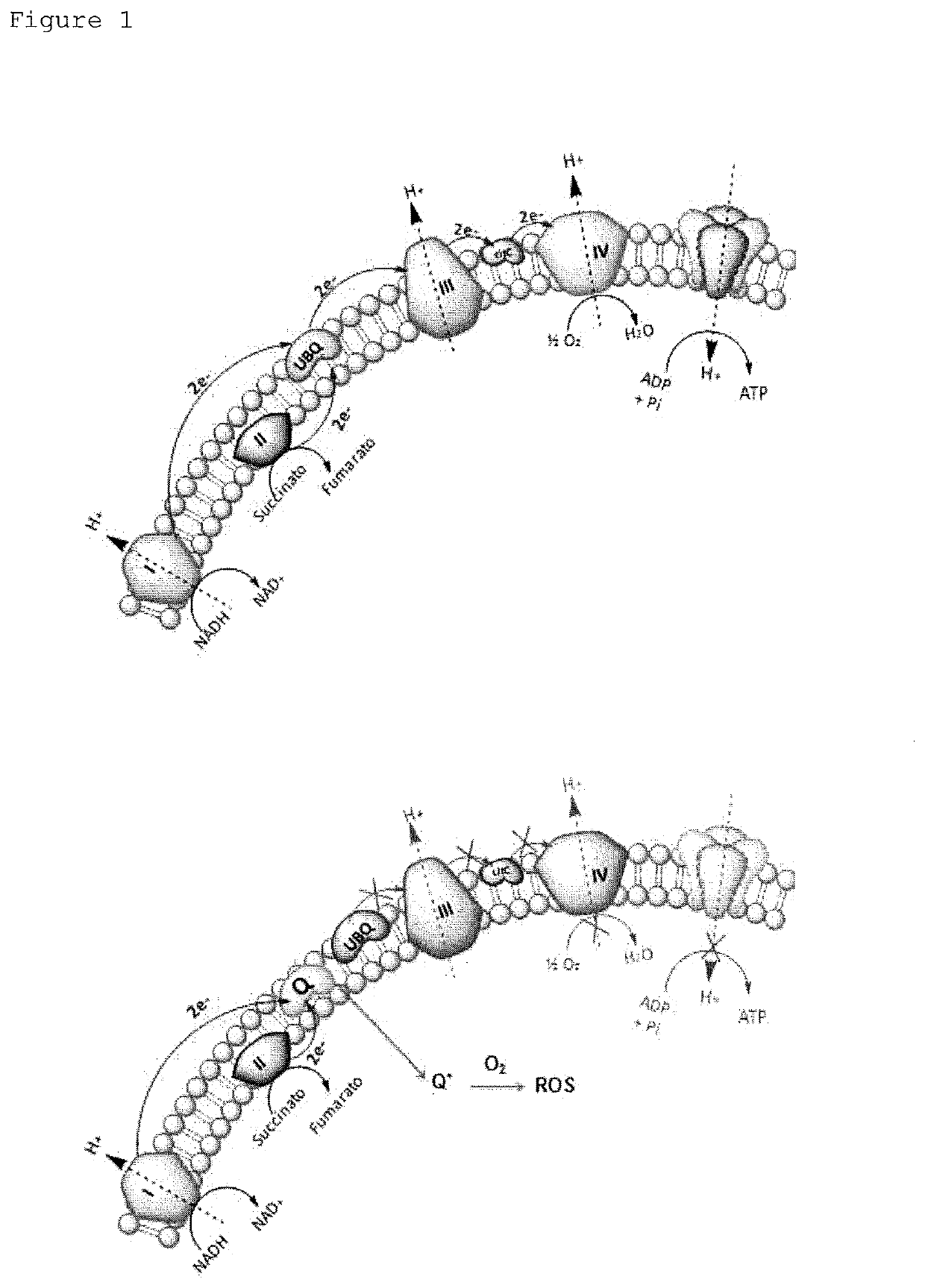 Pyrimido-isoquinolin-quinone derivative compounds, and pharmaceutically acceptable salts, isomers and tautomers thereof; pharmaceutical composition; preparation method; and use thereof in the treatment of diseases caused by bacteria and multidrug-resistant bacteria