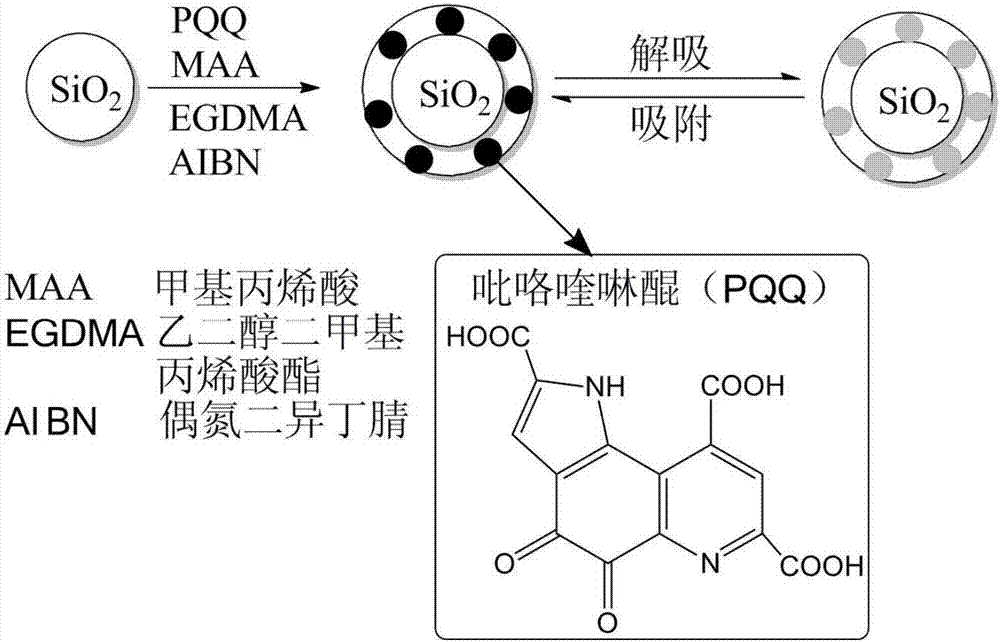 Method for separating and purifying pyrroloquinoline quinone in fermentation broth by molecular imprinted solid phase extraction