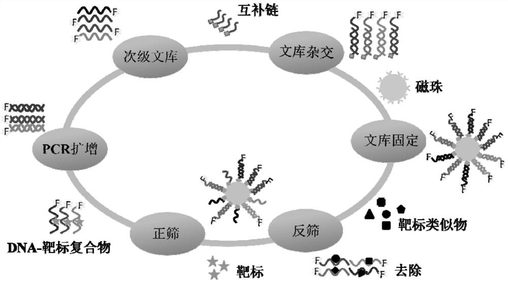 An oligonucleotide aptamer specifically recognizing histamine and its application