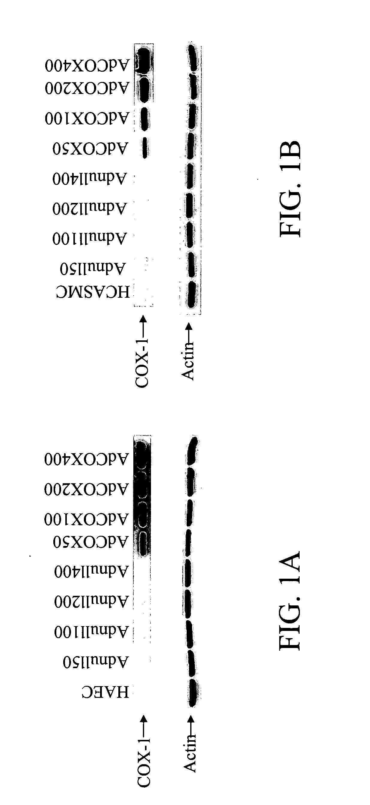 Method and composition for enhancing PGE1 production in vascular endothelial and smooth muscle cells