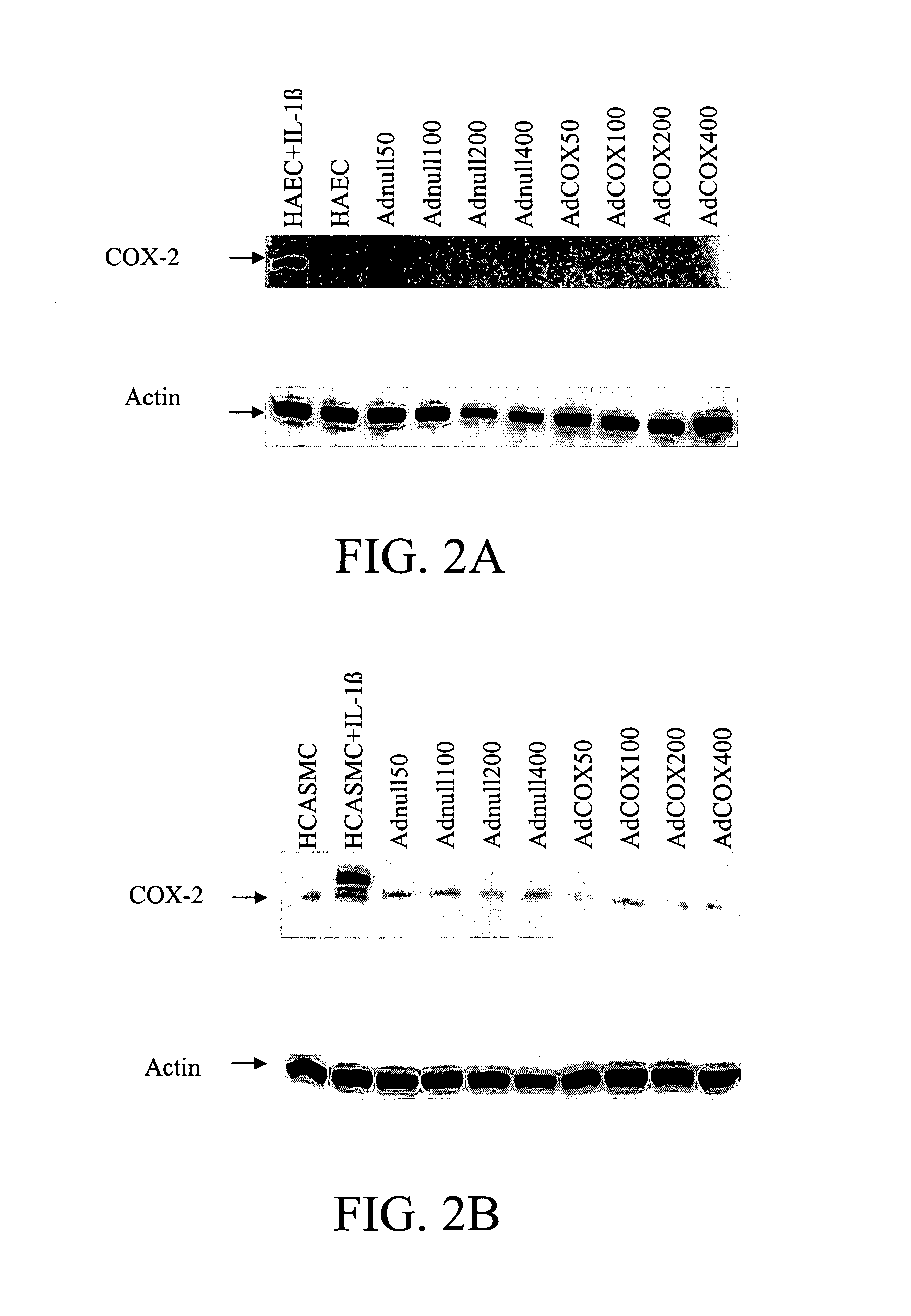 Method and composition for enhancing PGE1 production in vascular endothelial and smooth muscle cells