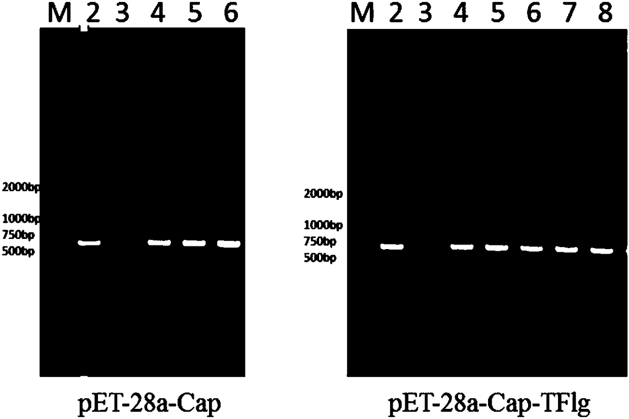 Application of Cap-TFlg protein in preparing PCV2 vaccine