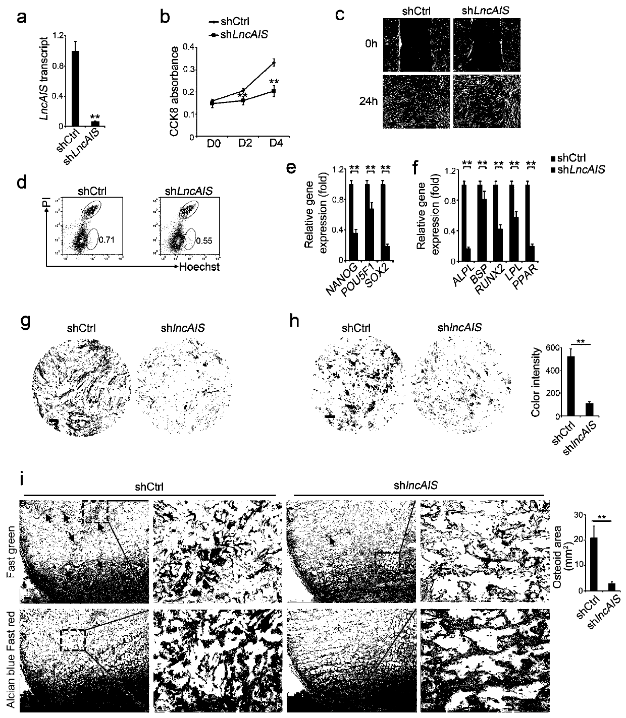 Biological agents promoting osteogenic differentiation of bone marrow mesenchymal stem cells