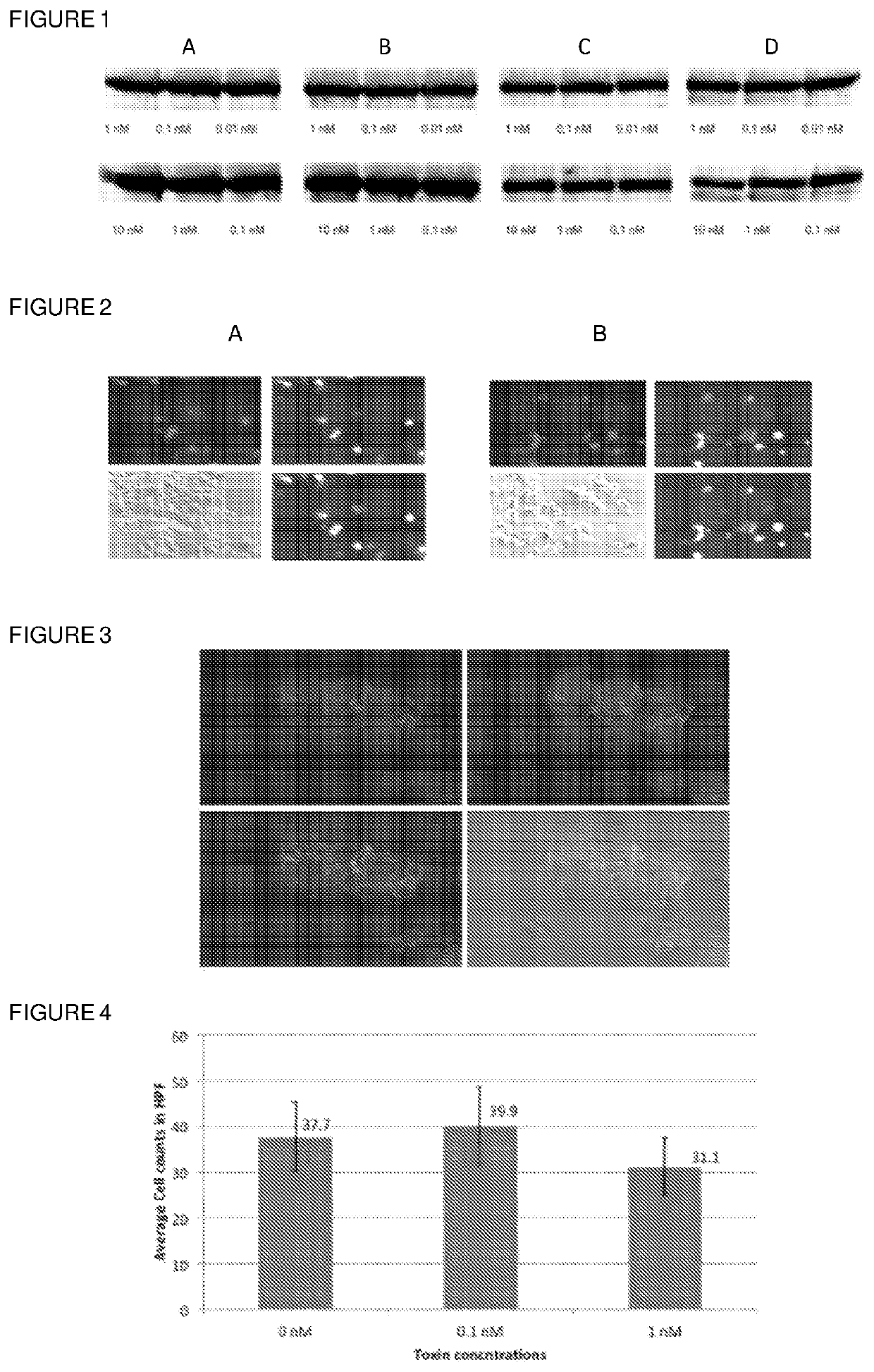 Genetically Engineered Cells Sensitive for Clostridial Neurotoxins