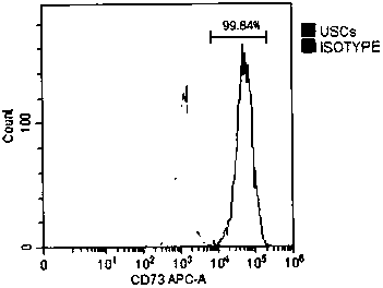 Extracting and multiplication culture method of urine-derived mesenchymal stem cells (USCs)