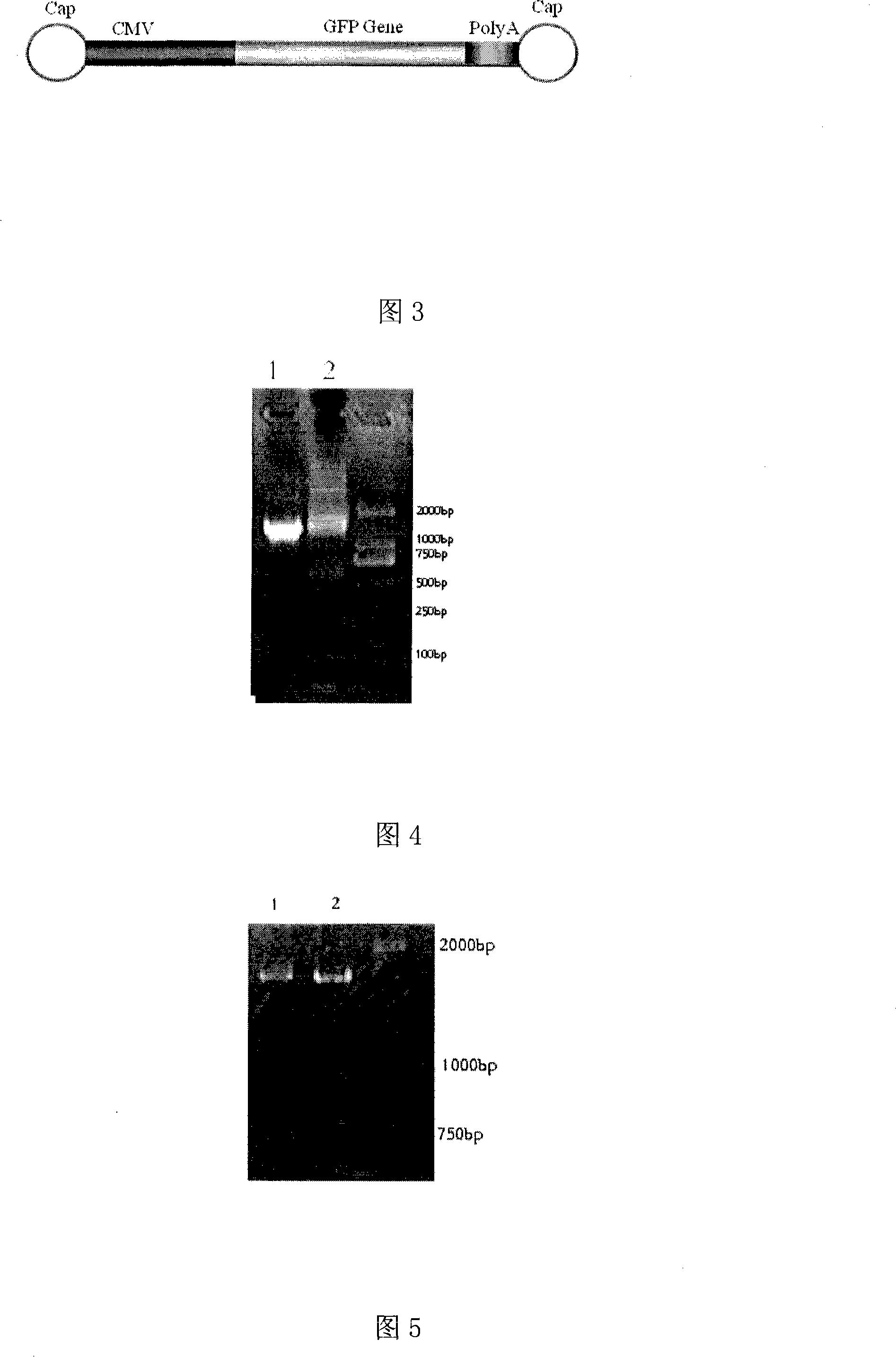 Gene tiny chain carrier, construction method and application of the same