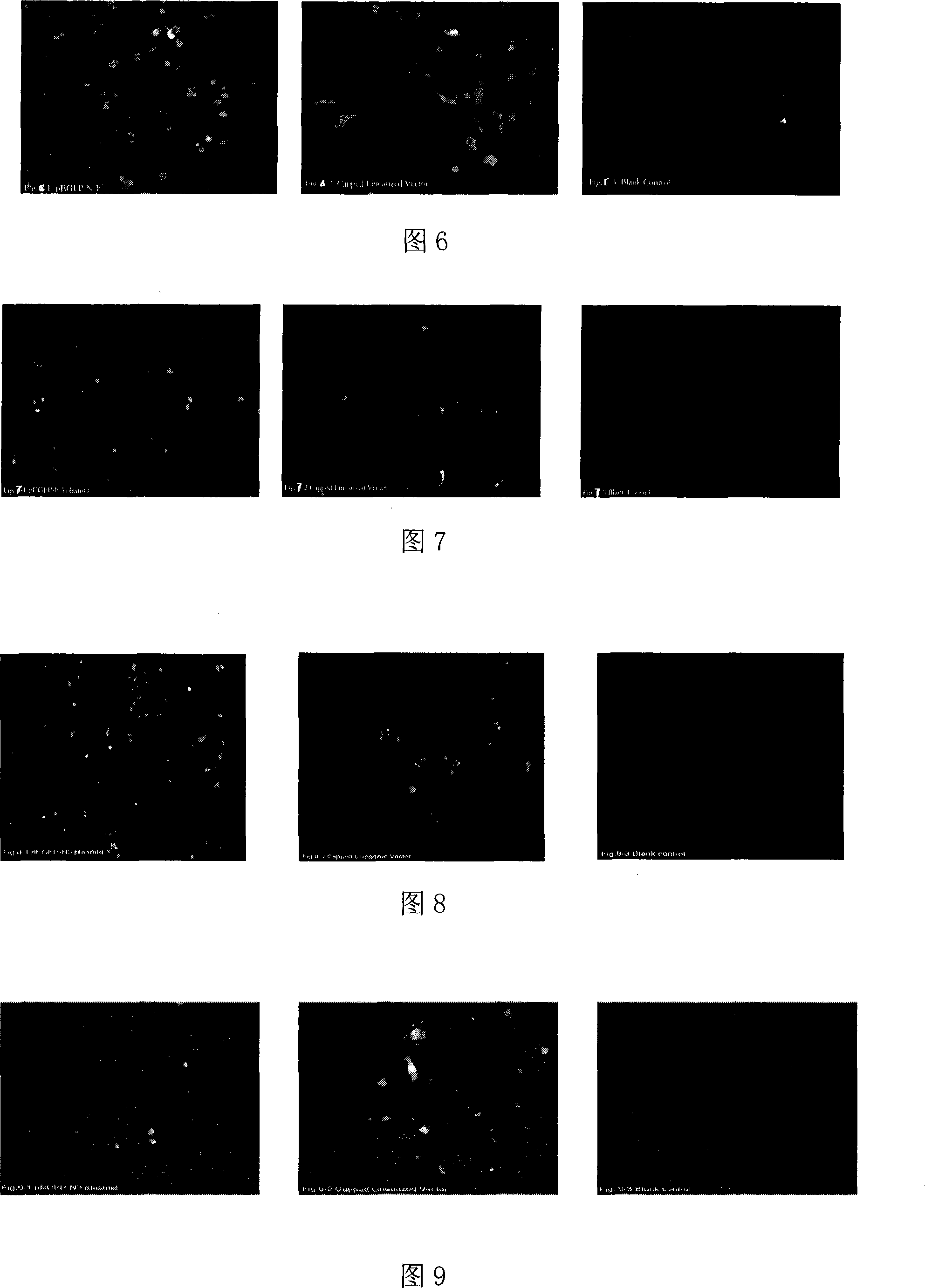 Gene tiny chain carrier, construction method and application of the same