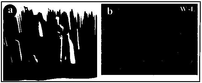 Preparation method of tungsten-doped titanium dioxide nanotube array