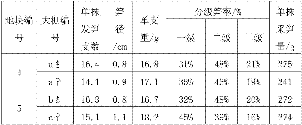 High-yield cultivation method for non-all-male varieties of asparagus