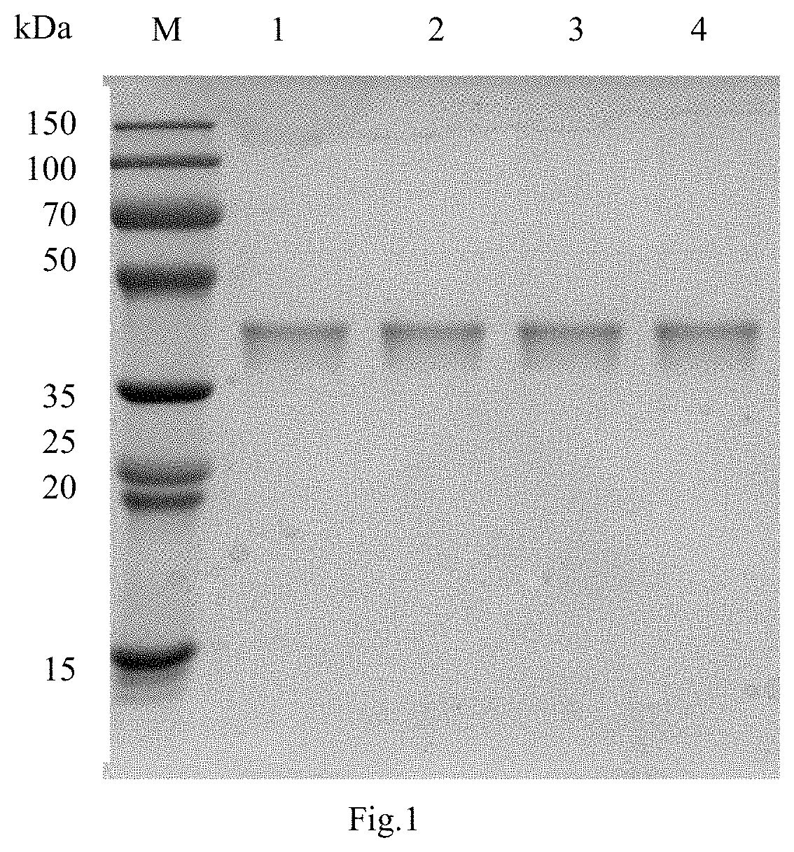 Nitrilase mutant, construction method therefor, and application thereof