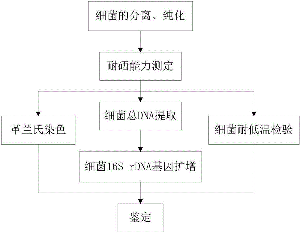 Method for separating, purifying and identifying bacteria with super selenium endurance