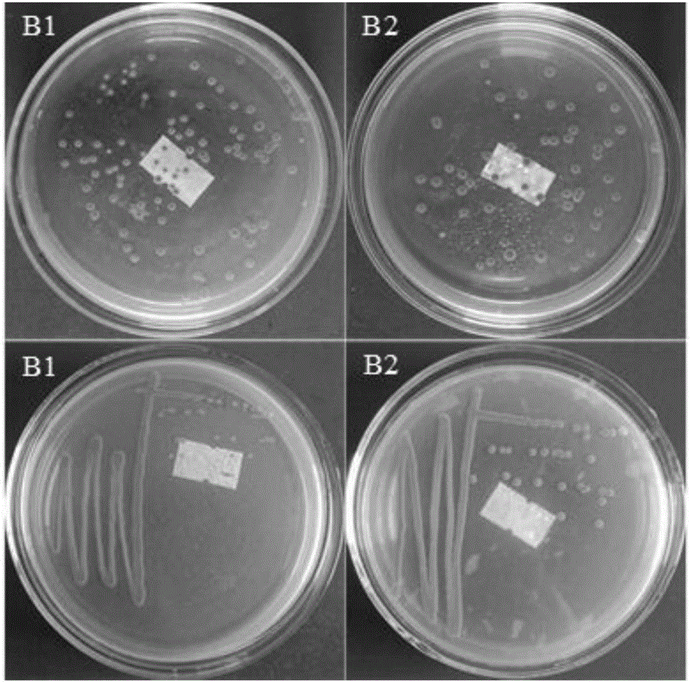 Method for separating, purifying and identifying bacteria with super selenium endurance