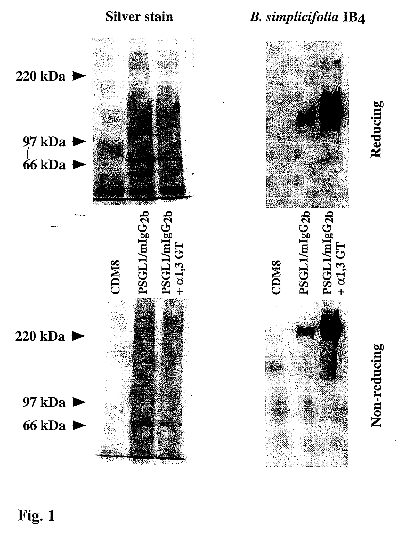Compositions and methods for inhibiting toxin a from clostridium difficile