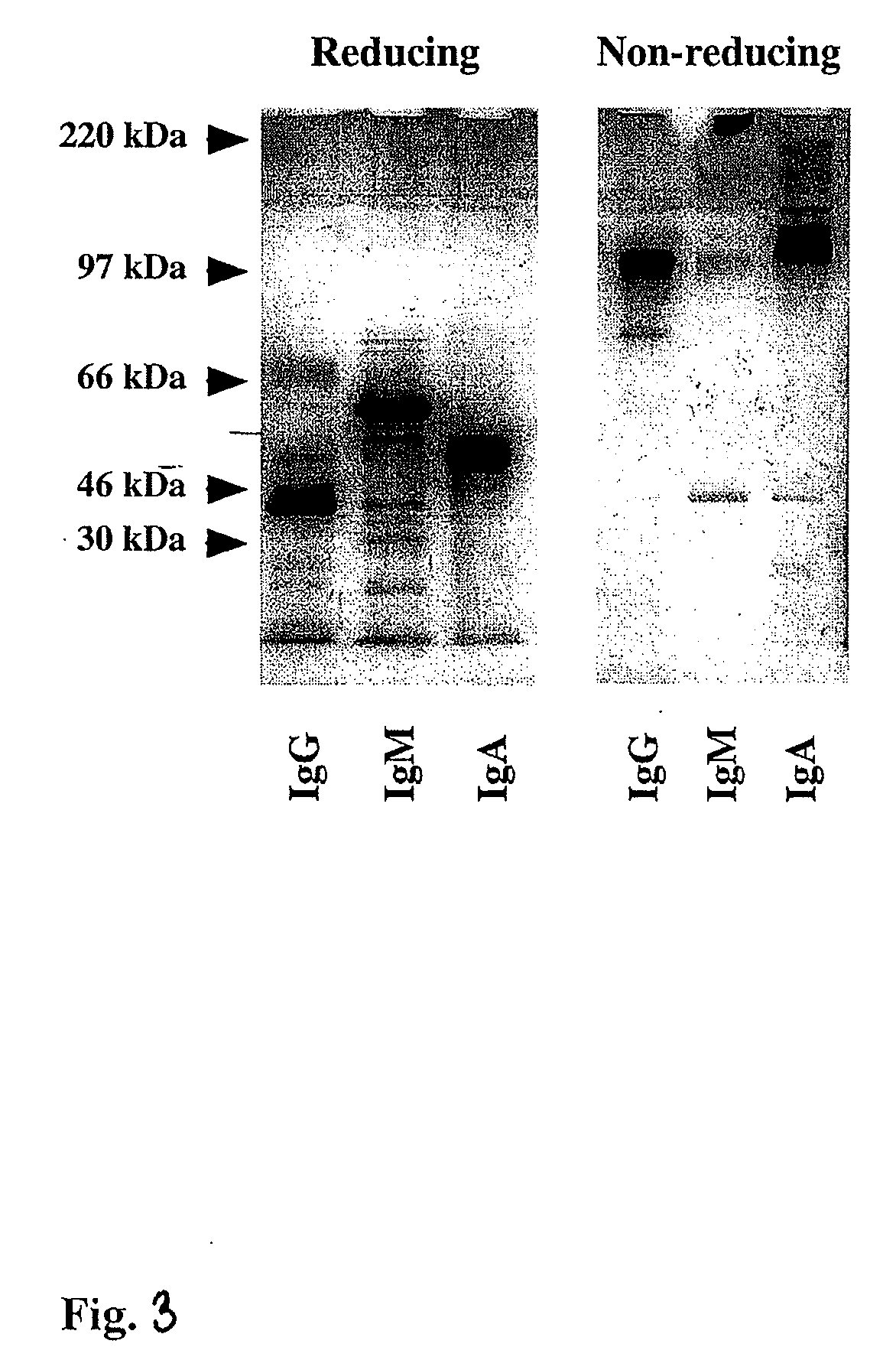 Compositions and methods for inhibiting toxin a from clostridium difficile