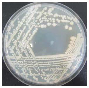 An Antimony-resistant Bacteria nxh2 and Its Application