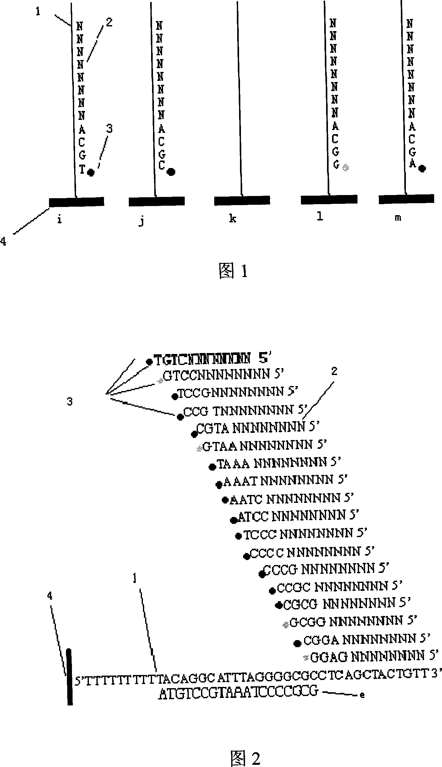 Sequencing method for reverse hybridized coupling extended DNA