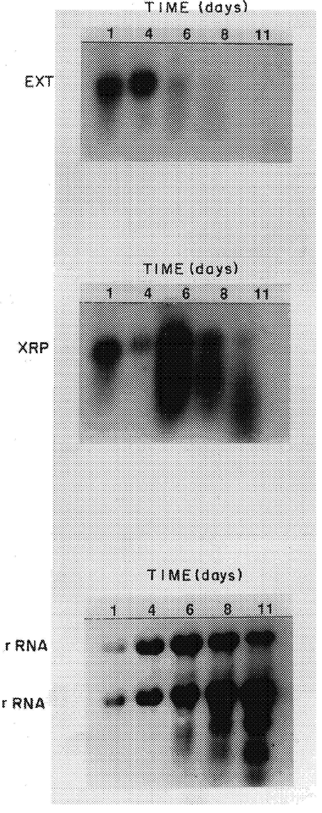 Plant promoter and method for gene expression using said promoter