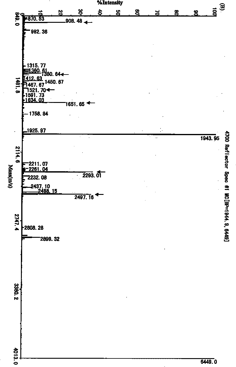 Method for preparing recombined blue algae antiviral protein and application thereof