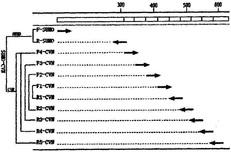 Method for preparing recombined blue algae antiviral protein and application thereof