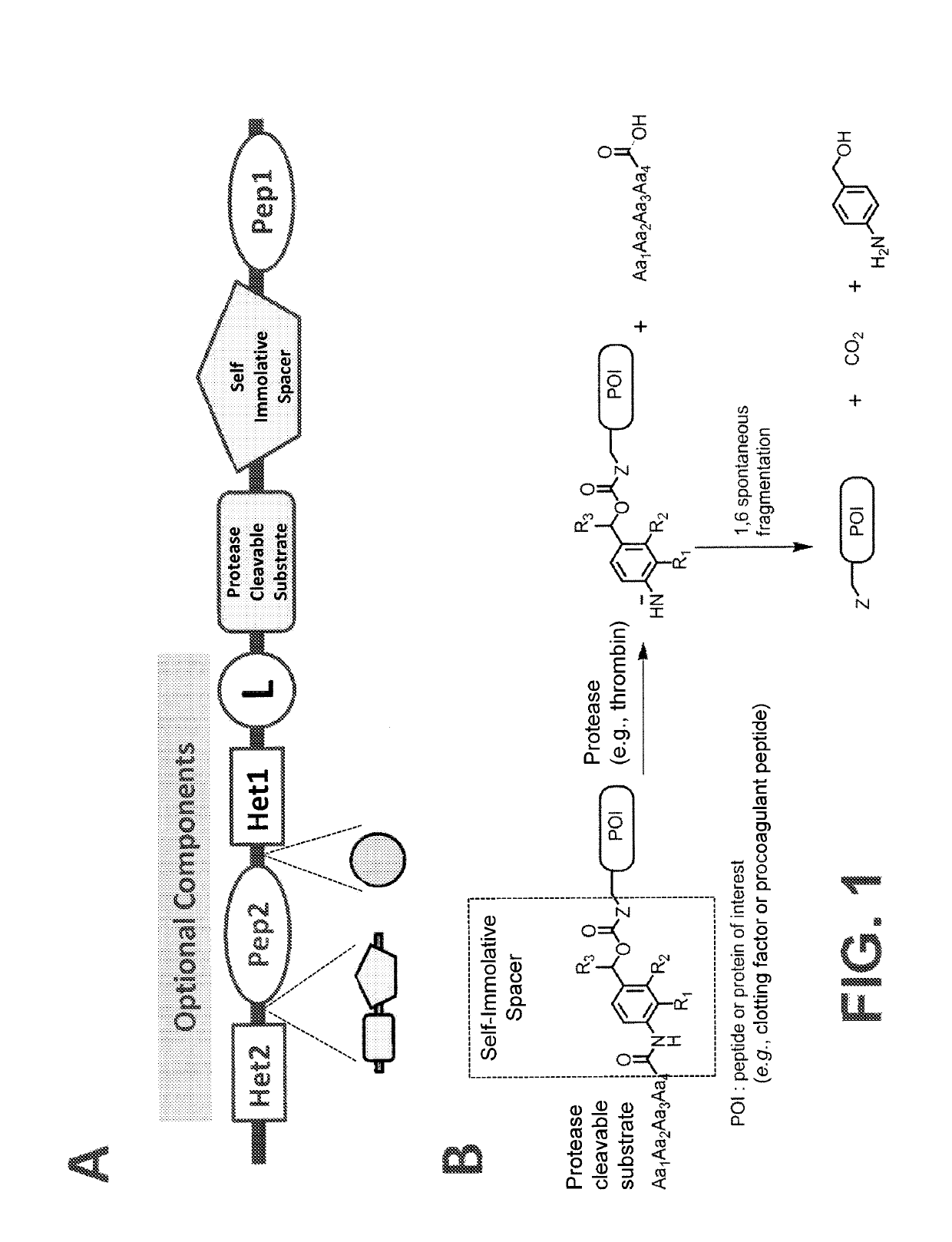 Procoagulant compounds