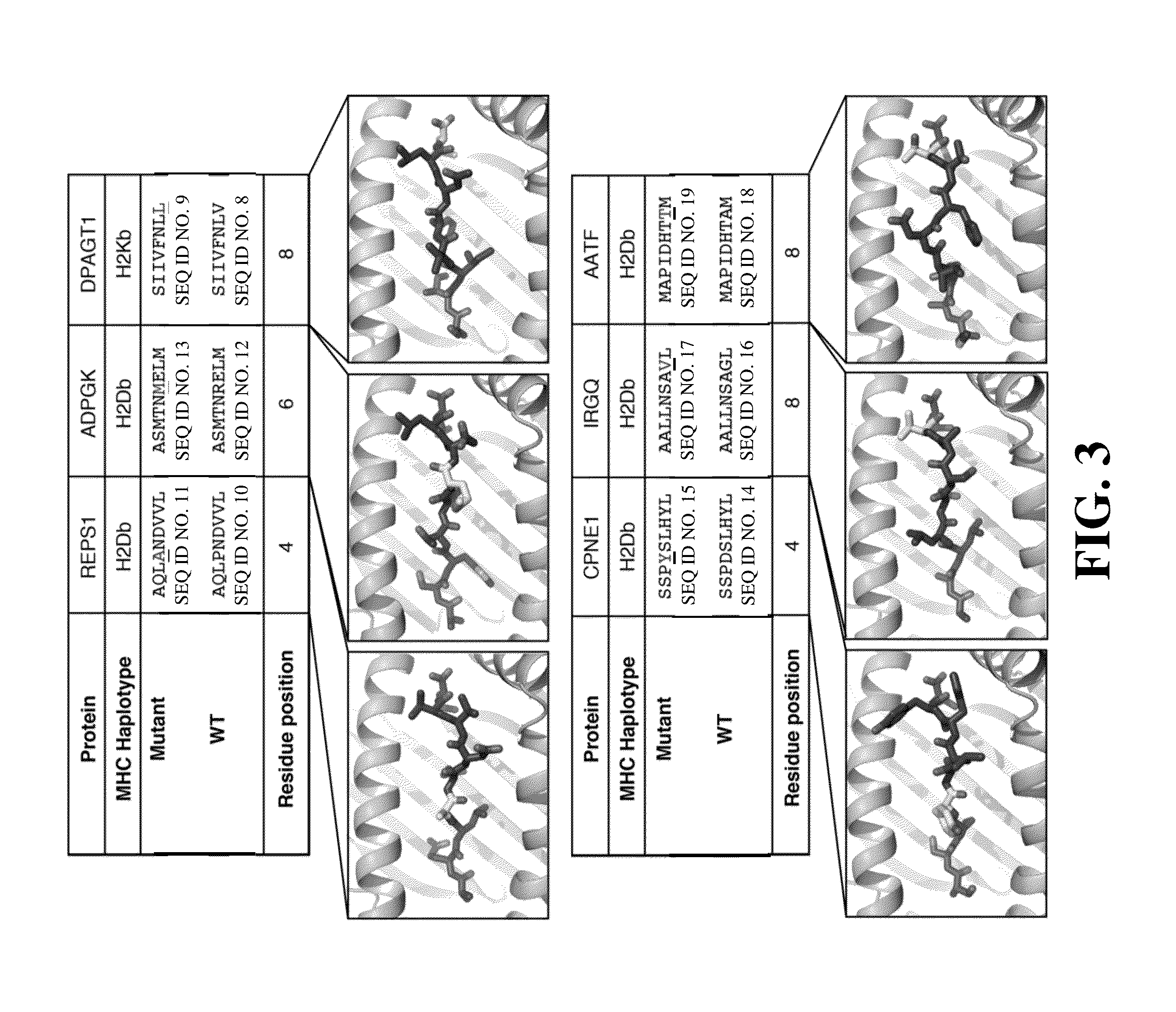 Immunogenic mutant peptide screening platform