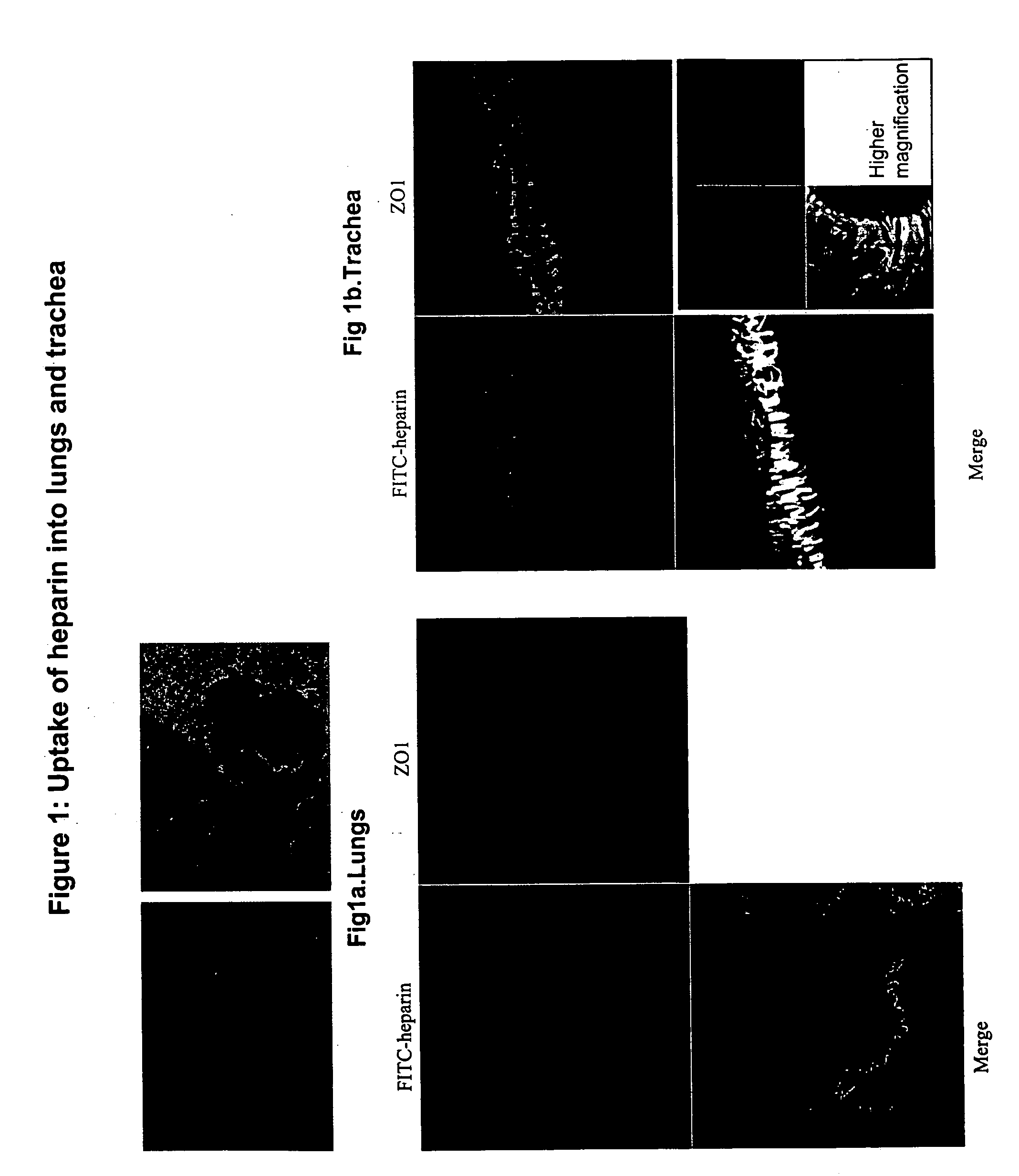 Methods and compositions related to the modulation of intercellular junctions