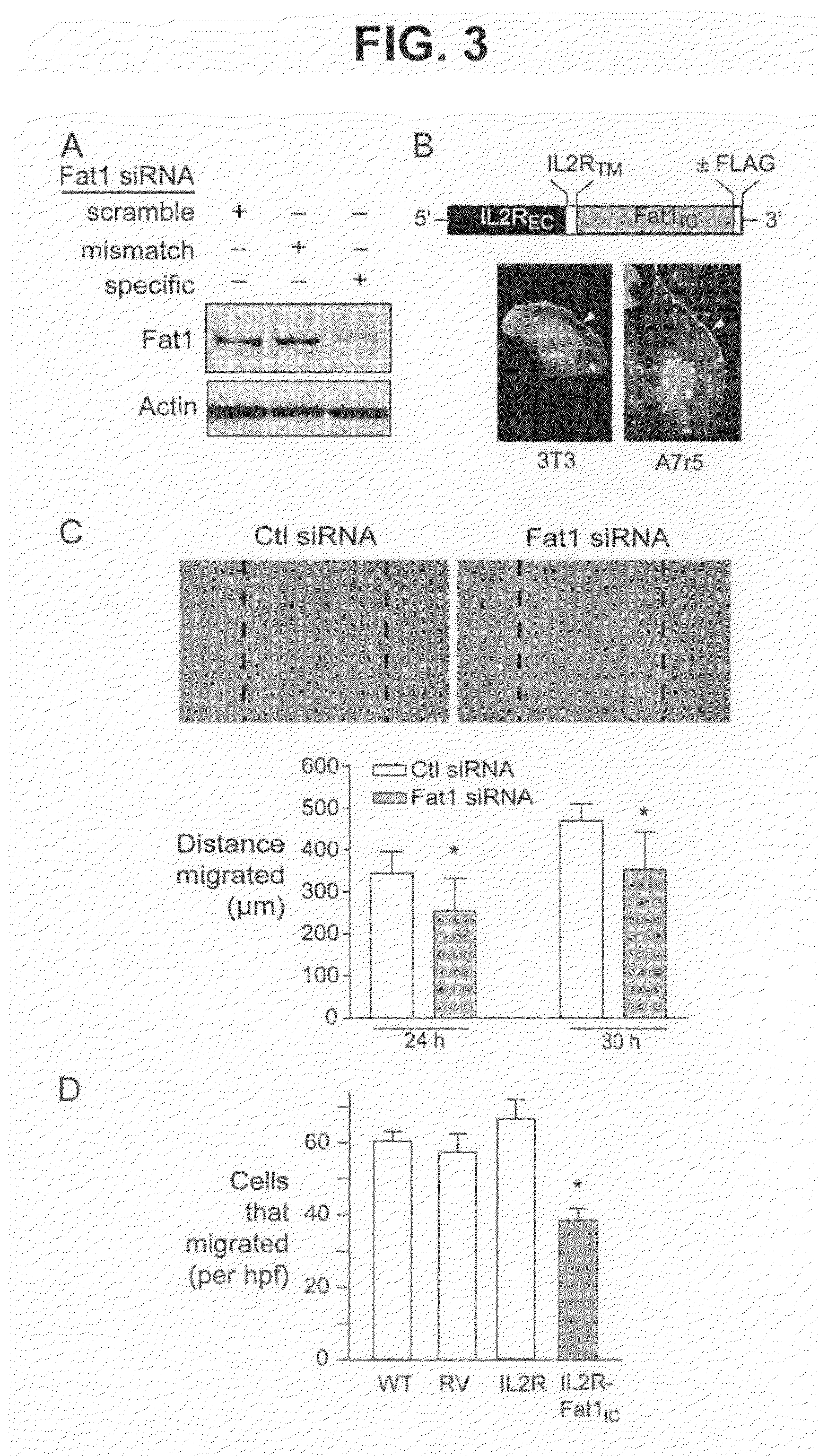 Methods and compositions for regulating proliferation and migration of vascular smooth muscle cells