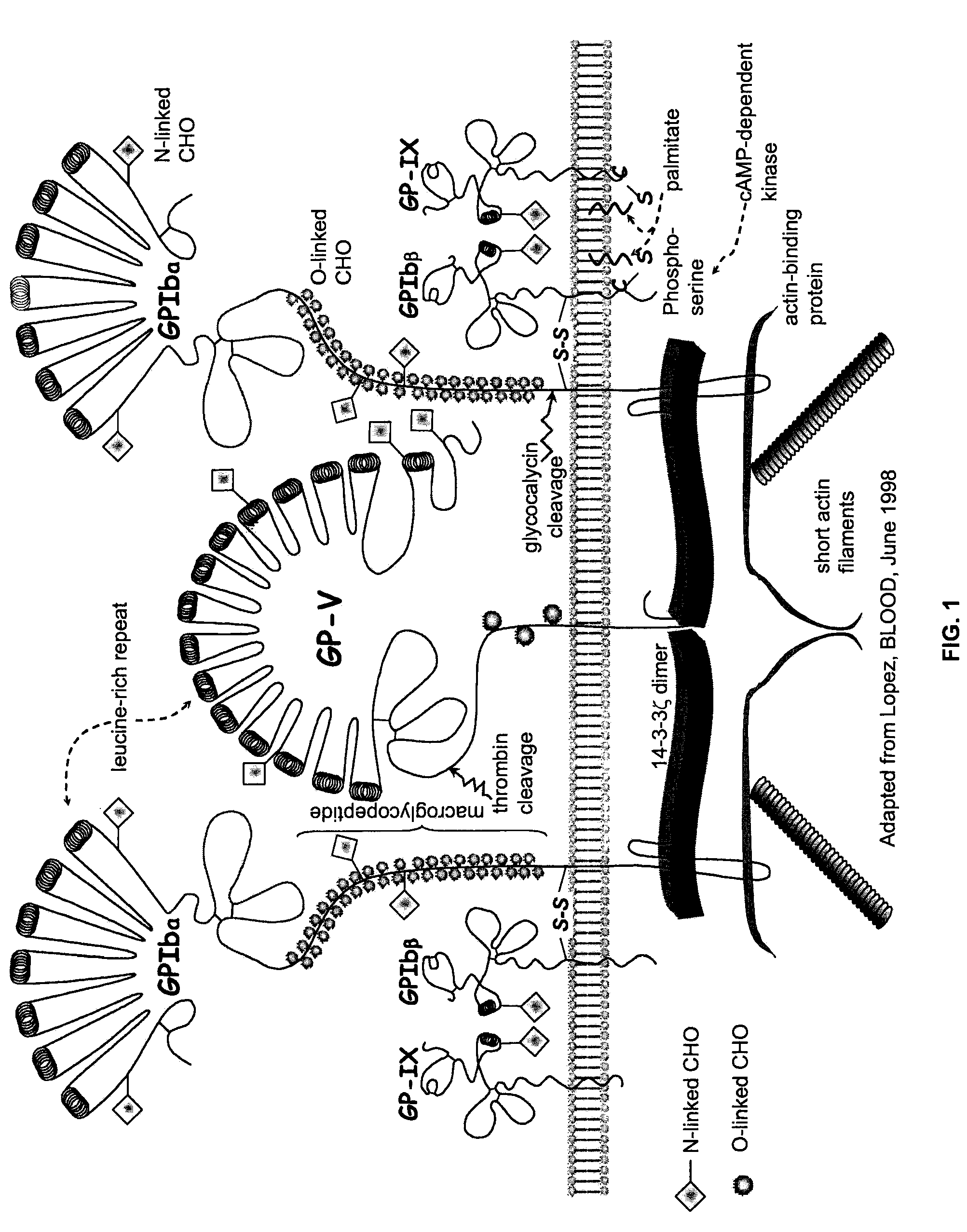 Methods and kits for measuring von willebrand factor