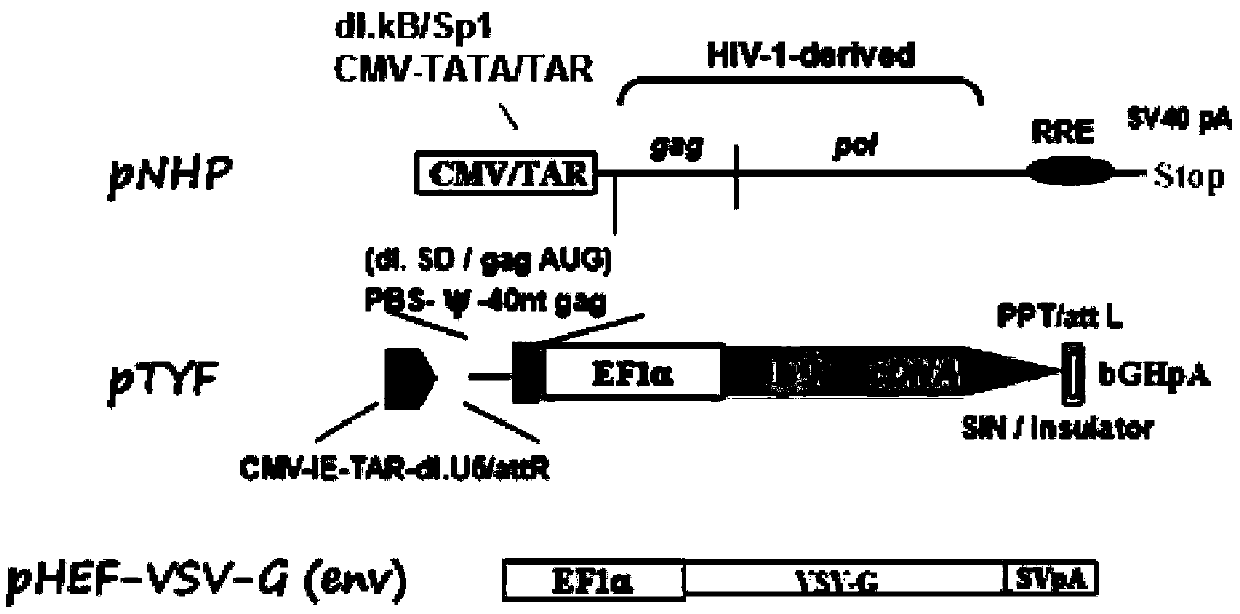 Type B hemophilia lentiviral vector, lentivirus and preparation method and application thereof