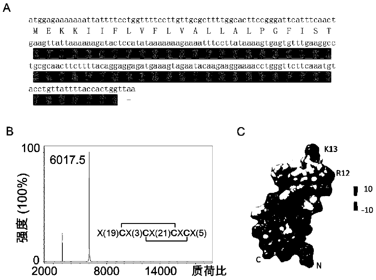 A kind of centipede polypeptide slp_sstx and its coding gene and application