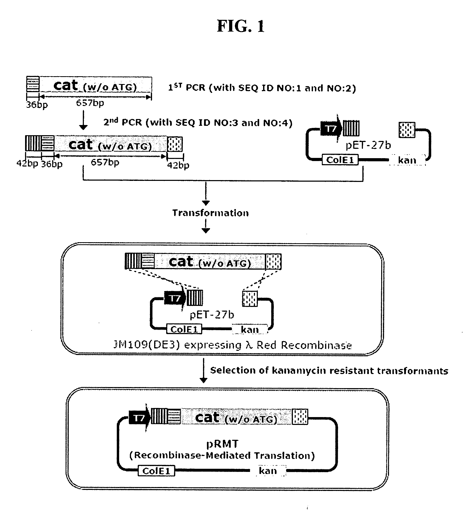 Method for cloning and expressing target gene by homologous recombination