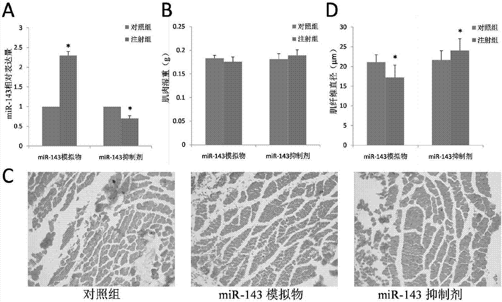 Method for delaying muscle atrophy after mouse denervating by using miR-143 inhibitor