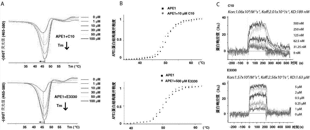 APE1 inhibitor and application thereof in preparation of drugs for treatment of tumors and vascular poliferative diseases