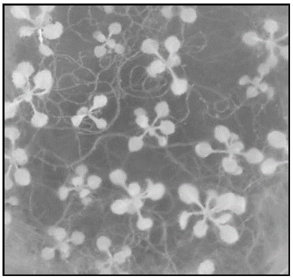 Arabidopsis thaliana tracheary element in-vitro induction cultivation method