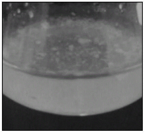 Arabidopsis thaliana tracheary element in-vitro induction cultivation method