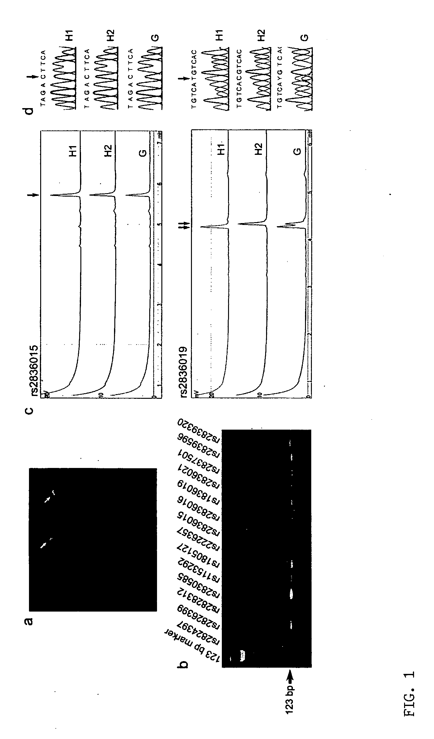 Microdissection-based methods for determining genomic features of single chromosomes