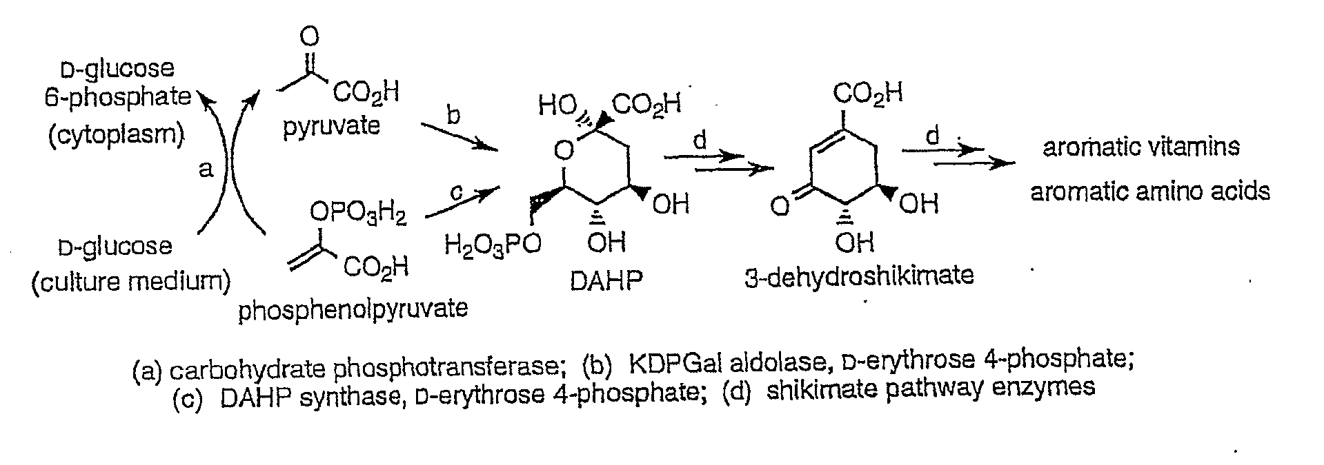 Methods and Materials for the Production of Shikimic Acid