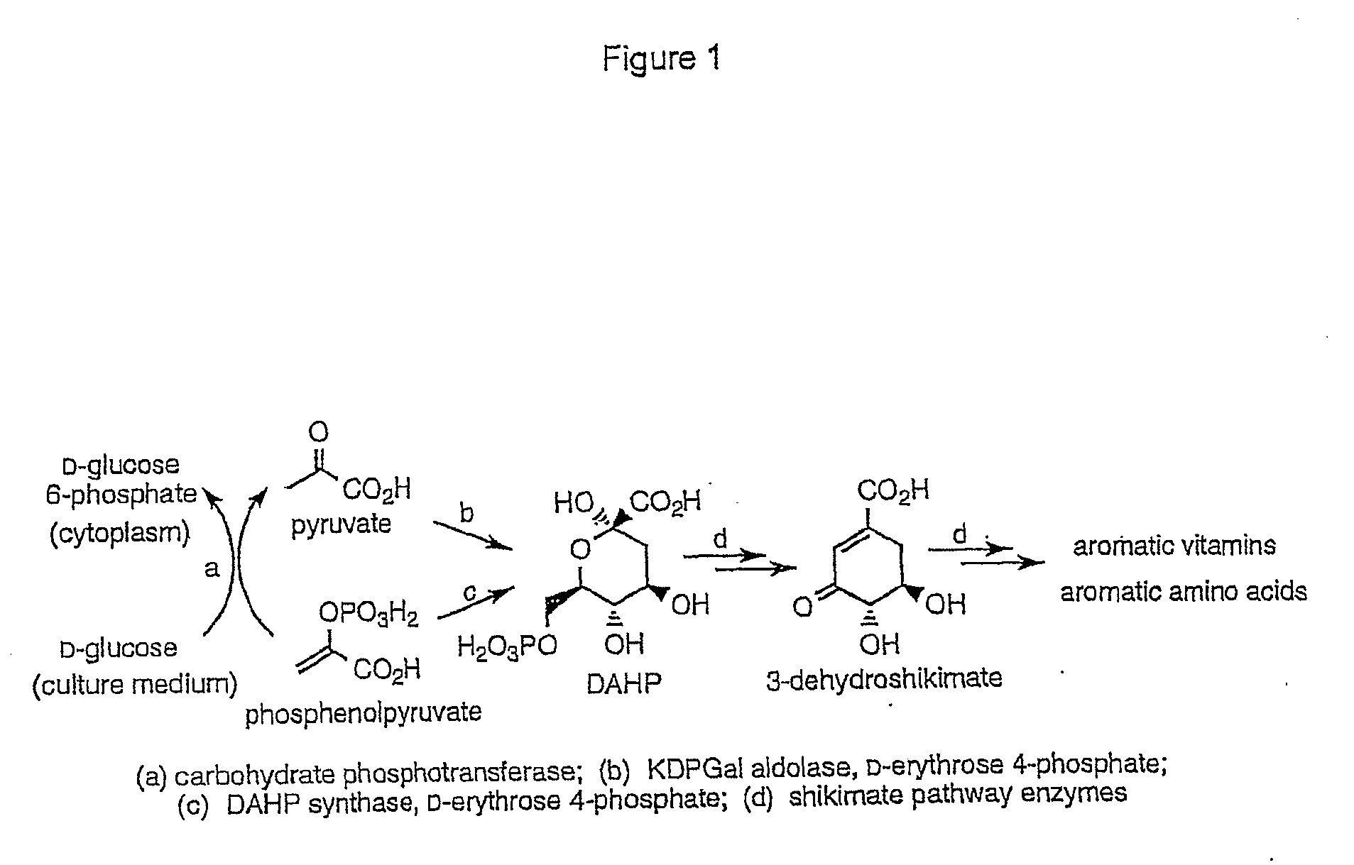 Methods and Materials for the Production of Shikimic Acid