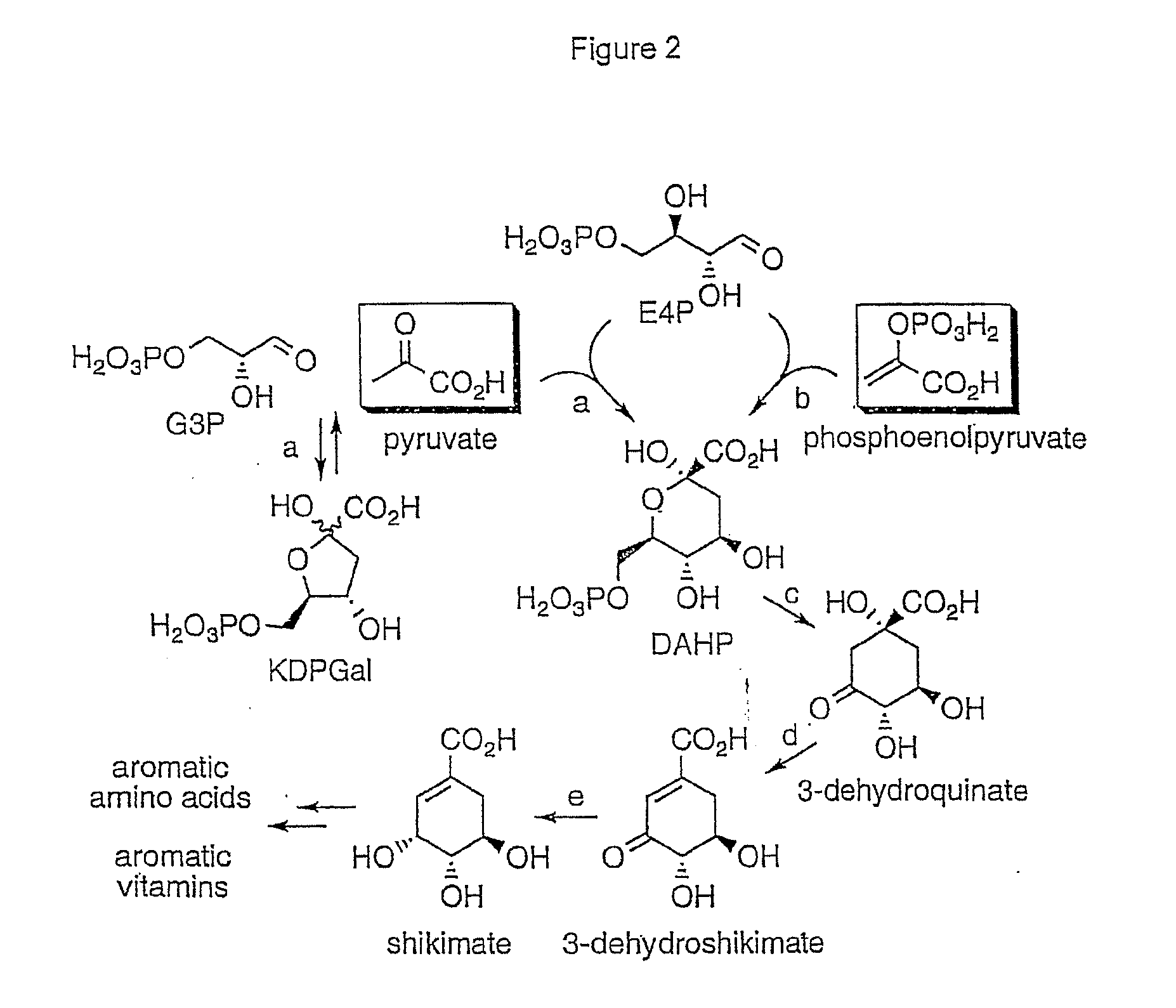 Methods and Materials for the Production of Shikimic Acid