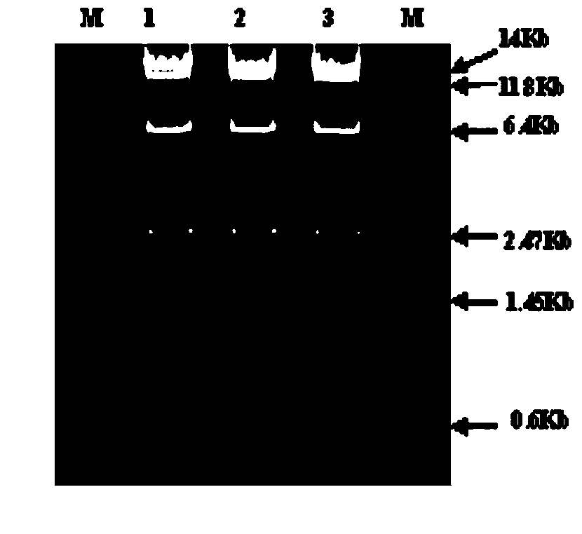 Construction and application of PTEN gene overexpression recombinant adenoviral vectors