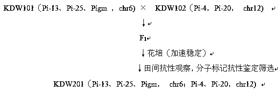 Breeding method of high-rice-blast-resistance rice intermediate materials