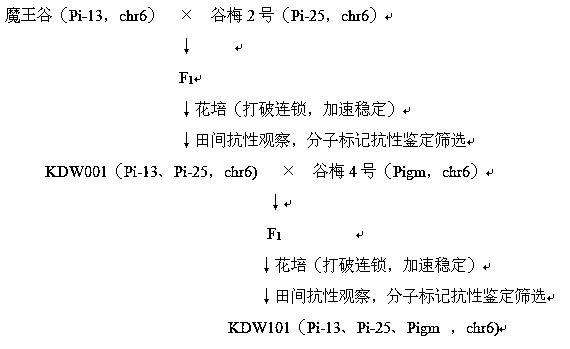 Breeding method of high-rice-blast-resistance rice intermediate materials