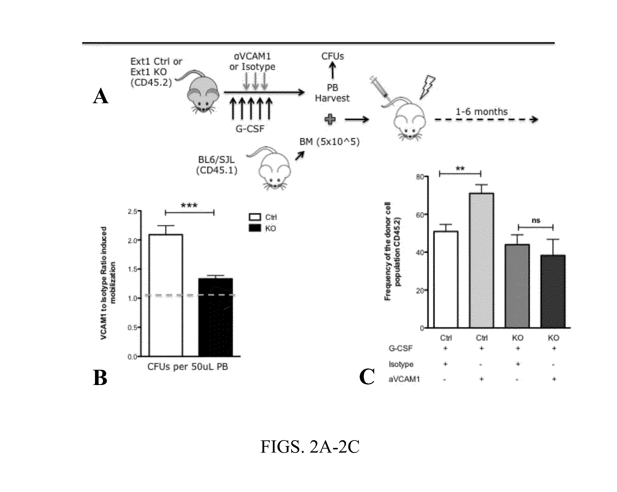 Methods and compositions for mobilizing stem cells