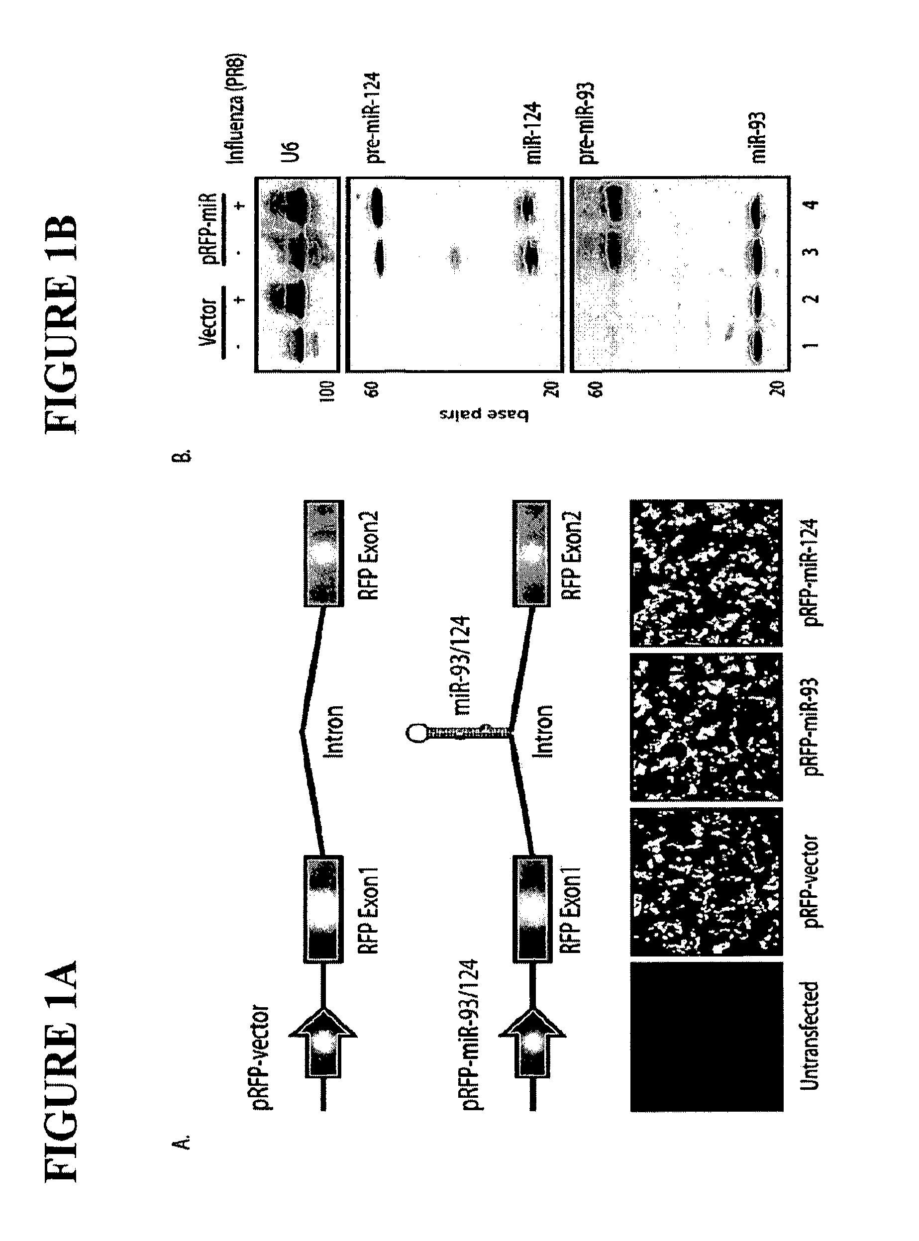 Live attenuated influenza virus vaccines comprising microRNA response elements