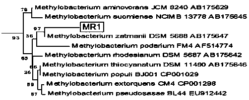 Novel methylobacterium MR1 and applications thereof