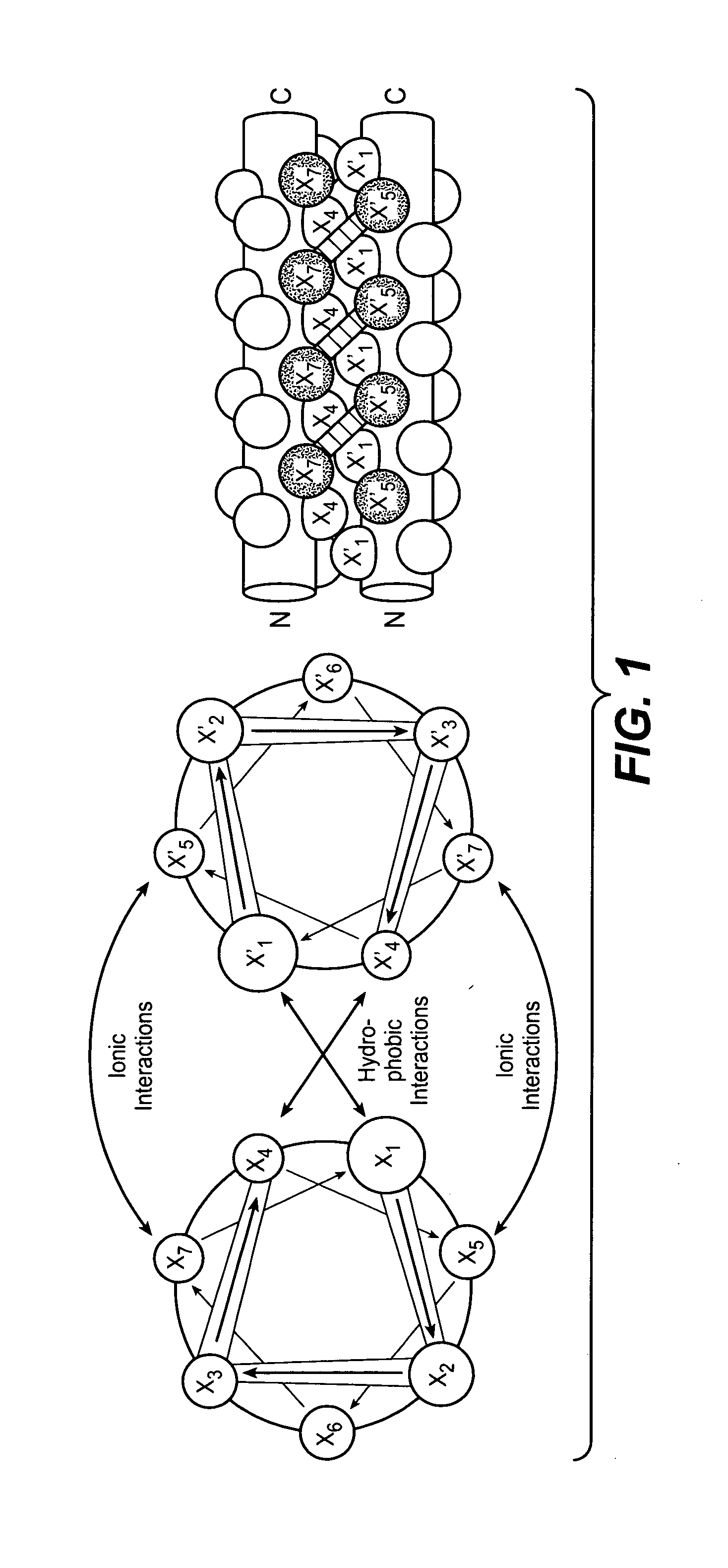 Coiled coil and/or tether containing protein complexes and uses thereof