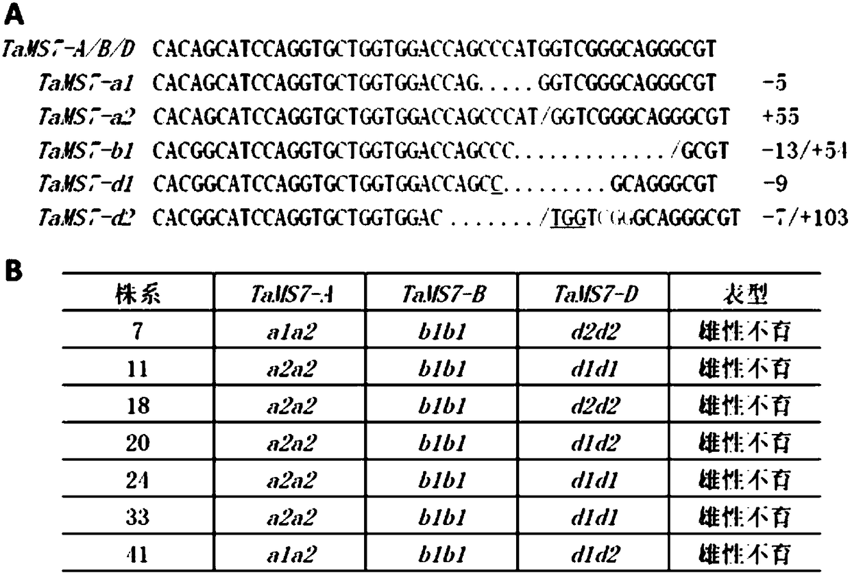 Wheat fertility related gene TaMS7 and application method thereof